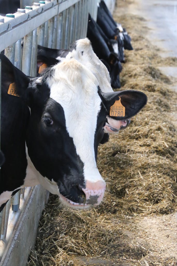Holstein cows eating at a dairy farm with hay and identification tags visible.